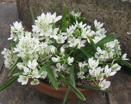 Ornithogalum oligophyllum